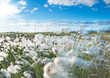 Cotton stocks set to rise: USDA data shows 5.4 million bales surge in supply in 2024-25