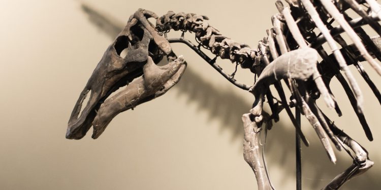 Ken Griffin’s $44.6 million stegosaurus skeleton acquisition sets auction record