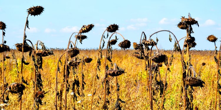 Romanian heatwave triggers severe drought, wipes out 90% of sunflower, corn yields