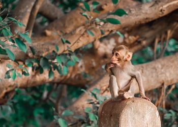 ONE AMAZON Launches World’s First Internet of Forests (IoF™) to Safeguard the Amazon Rainforest