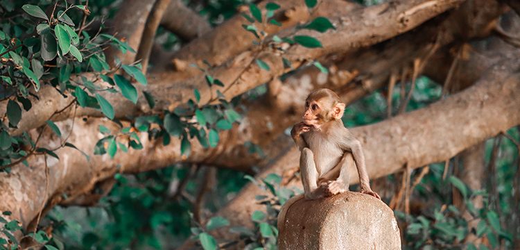 ONE AMAZON Launches World’s First Internet of Forests (IoF™) to Safeguard the Amazon Rainforest