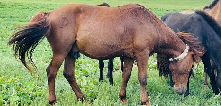 Globalstar Partner Spotter Achieves Milestone of Over 30,000 Satellite IoT Collars Deployed Across Central Asia