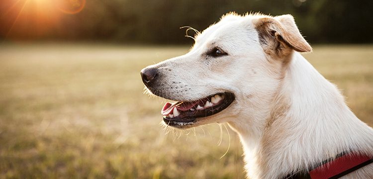 PetPace® and TelmyVet Partner to Revolutionize Canadian PetCare with AI- Powered Health Monitoring Collar and Turnkey Telemedicine for Vet Practices