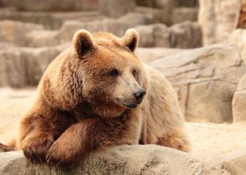 Asian stocks dip ahead of US jobs data: Nikkei extends decline to 3rd day