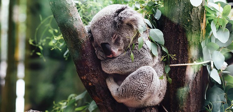 Digital Matter Launches Sustainable Solutions Partner Program to Support Conservation and Sustainability Efforts