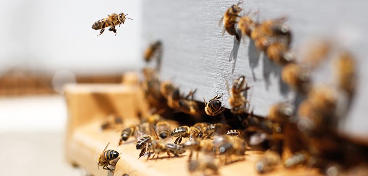 BeeHero Launches ‘The Global Million Hives Network’ Amid The Global Bee Crisis