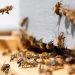 BeeHero Launches ‘The Global Million Hives Network’ Amid The Global Bee Crisis